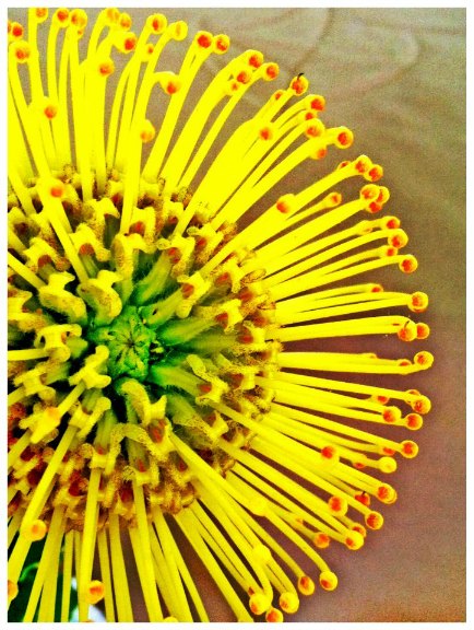 SAN DIEGO: Coronado Flower Show | TheWanderingHousewife.com